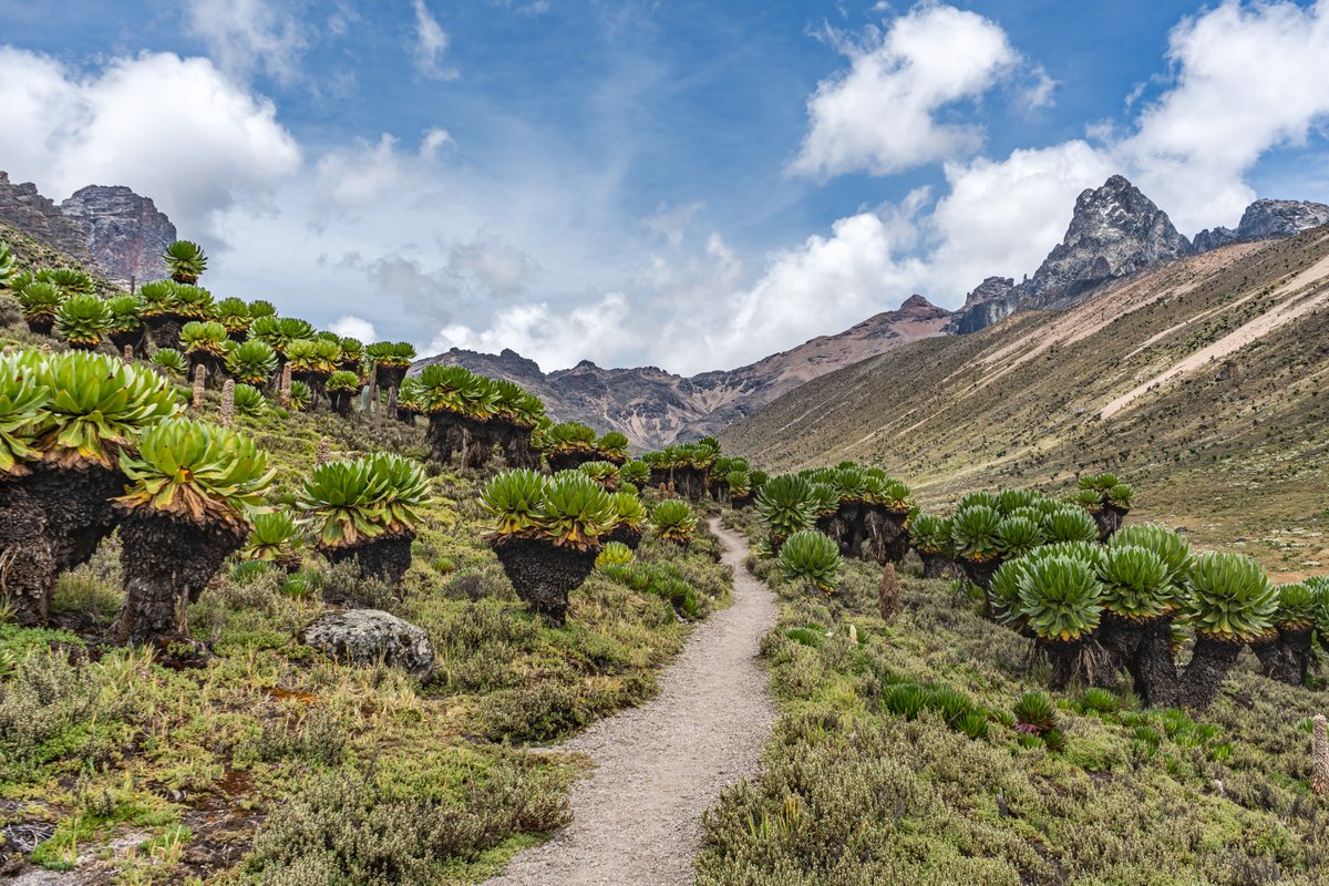 Mount Kenya National Park